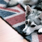 husky