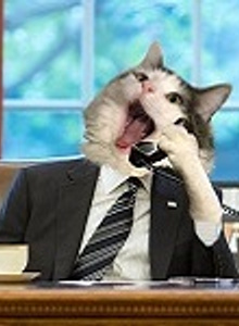 ninzdecmeh photo 5662252 thumbnail