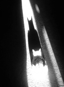 BATMANlAK photo 5333891 thumbnail