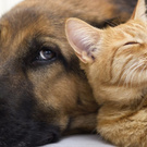 have my abandoned animal shelter mistreated