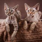 Devon rex kitten (котенок девон рекса)