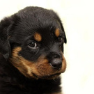 This dogs are so lovely, i will get one someday