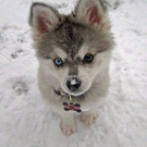 Lanaaab wish list item 1 thumbnail