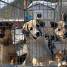 помощь животным