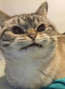 NekkoWon photo 5387053 thumbnail