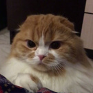 Moon Kitty
