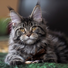 Мой мэйнкунчик)