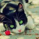 GATINHO