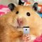 Zombiehamster