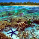 Barrier Reef