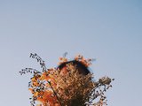 2ASIANTULIP22