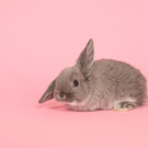 A cute little rabbit
