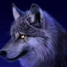 wolf2424111