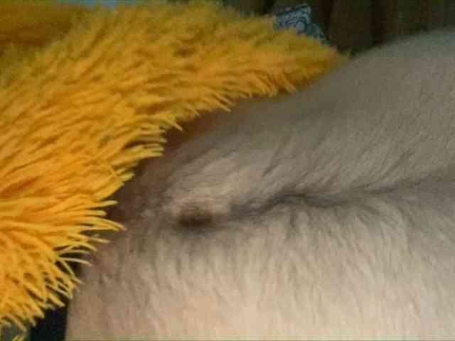 fanlips