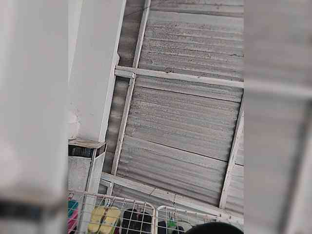 Laschuchas20