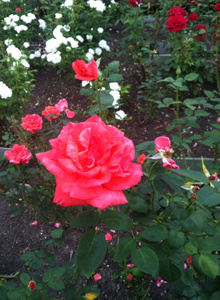 BastarHymes roses photo 906713