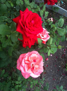 BastarHymes roses photo 906714