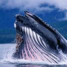 Увидеть огромного кита 