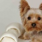 Йоркширский терьерчик