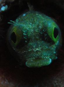 10BIGFINGERS photo 1330007 thumbnail