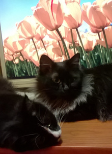 _RUSLAN_ photo 2944661 thumbnail