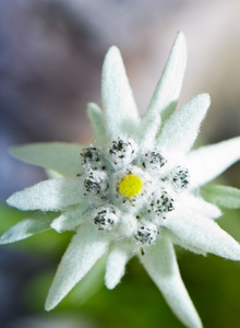 kissSanta photo 3099698 thumbnail