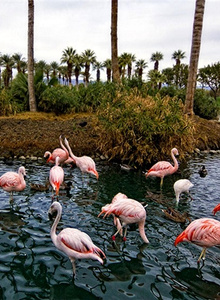 Desert Springs, California Pink Flamingos
