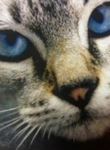 _DarkMilk_ My Photos photo 2485888