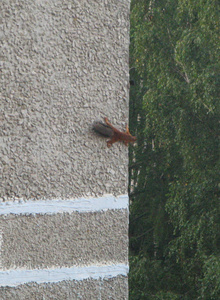 CoronaVirus_ photo 2468003 thumbnail