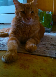 CoronaVirus_ photo 3647595 thumbnail