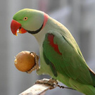 ожереловый попугай