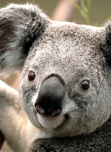 Play-For-You 100 photo 2666979