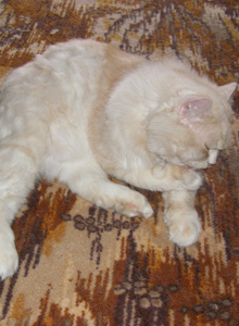 adam0712 photo 2797237 thumbnail