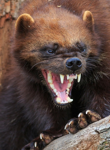 Rosomaxa-17 photo 3489160 thumbnail