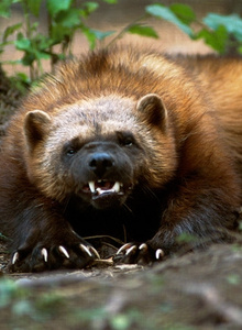 Rosomaxa-17 photo 3496450 thumbnail