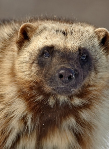 Rosomaxa-17 My Photos photo 3496519