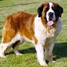 saint bernard 