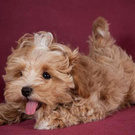 Желание #1. Desire #1