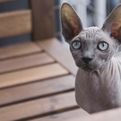 Sphynx cat