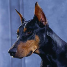 Doberman