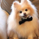 Комочек счастья,не правда ли?!