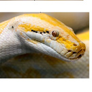 Тигровый питон альбинос