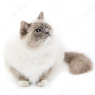 Котик Рэгдолл ( Ragdoll)