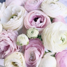 Цветов много не бывает