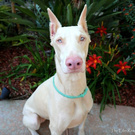 Doberman w kolorze perły