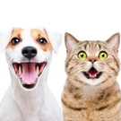 have a fundation for pupets