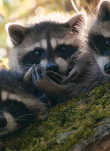 Lock-3 photo 5329086 thumbnail