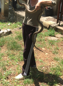 Lilithella I just me photo 5008302