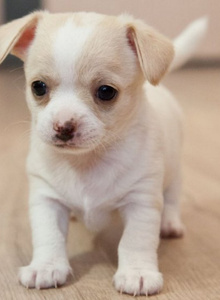 Hello-Siri lol photo 5020842