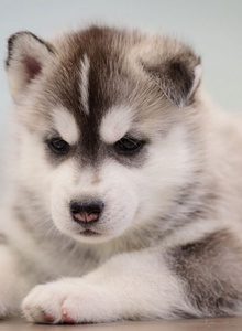 Hello-Siri lol photo 5020843